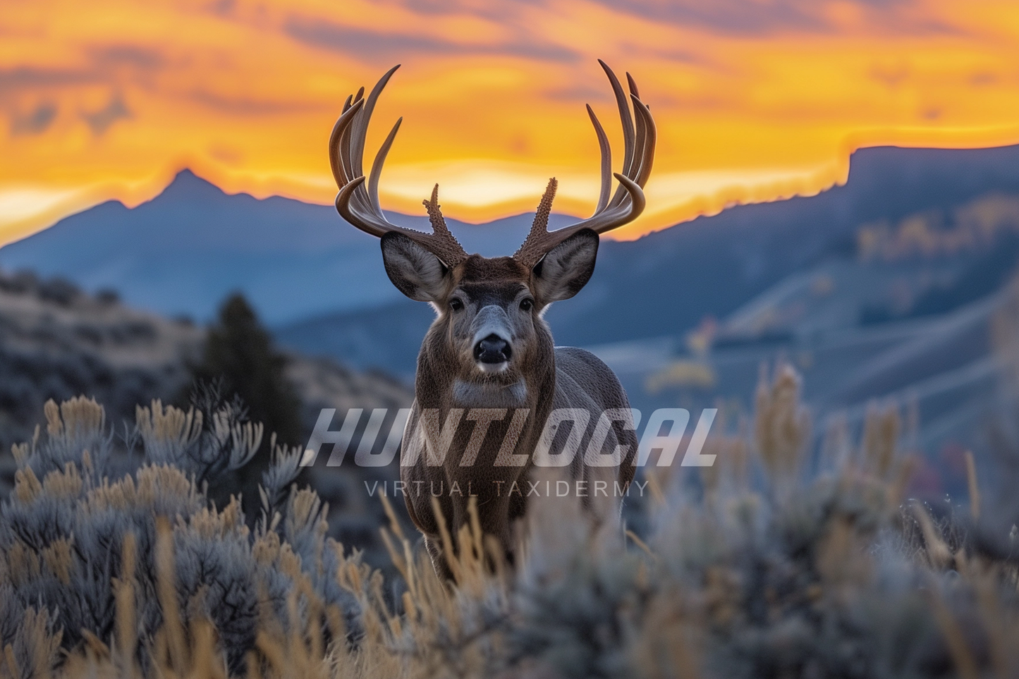 SCENE 180 - Custom Mule Deer Art