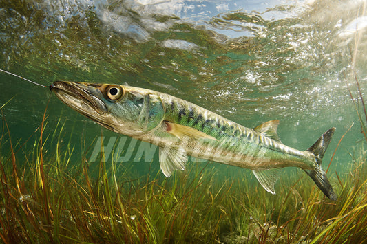 Design 227 - King Mackerel Custom Art