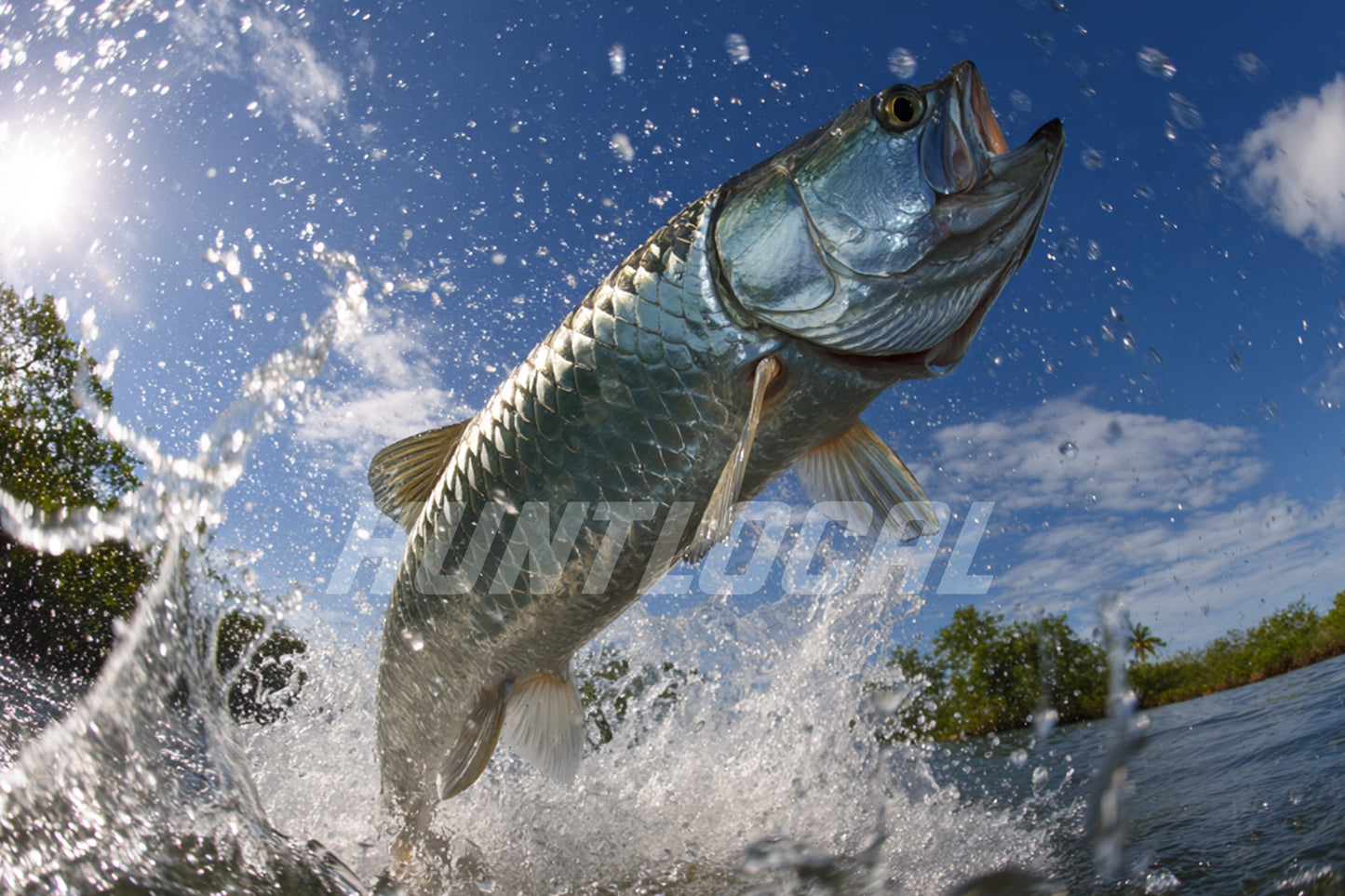 Design 229 - Tarpon Custom Art