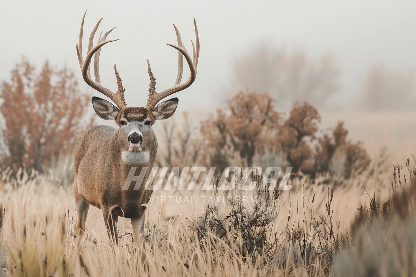 SCENE 186 - Custom Mule Deer Art